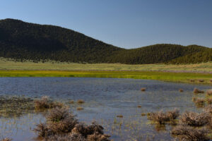 Scenic view of Bald Mountain Big Dry Lake 2023-07-13 #18, with grass, lacks fairy shrimp; Bridgeport Ranger District, Humboldt-Toiyabe National Forest, Wovoka Wilderness