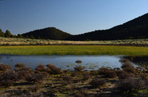 Scenic view of Bald Mountain "Dry" VABM Saddle Pond 2023-07-13 #25, with grass, lacks fairy shrimp; Bridgeport Ranger District, Humboldt-Toiyabe National Forest, Wovoka Wilderness