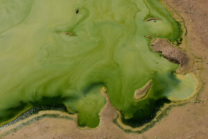 Scenic view of Garfield 5890 Saddle Pond 2023-10-05, #24, with algae; no fairy shrimp; Stillwater BLM Office