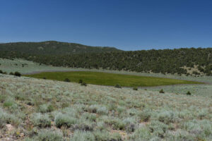 Scenic view of Large Rare Plant Habitat Pond 2023-07-13 #04, with grass, lacks fairy shrimp; Bridgeport Ranger District, Humboldt-Toiyabe National Forest, Wovoka Wilderness