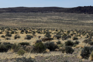 View of coyote near Little Cliff Ridge Pond #1; Tonopah BLM Office