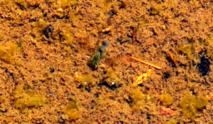 Pond view of Small Rare Plant Habitat Pond 2023-07-13 #06m, with clam shrimp(?), has fairy shrimp; Bridgeport Ranger District, Humboldt-Toiyabe National Forest, Wovoka Wilderness