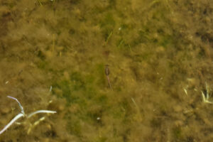 Pond view of Small Rare Plant Habitat Pond 2023-07-13 #09, with fairy shrimp; Bridgeport Ranger District, Humboldt-Toiyabe National Forest, Wovoka Wilderness