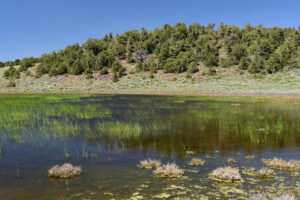 Scenic view of Small Rare Plant Habitat Pond 2023-07-13 #14, with grass, has fairy shrimp; Bridgeport Ranger District, Humboldt-Toiyabe National Forest, Wovoka Wilderness