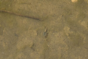 Pond view of Smith Creek US 50 Sagebrush Pond 2023-05-09, #09, with fairy shrimp; Mount Lewis BLM Office