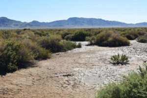 Scenic view of Kibby Flat Playa Lake 2023-09-06, #02, with puddle; has fairy shrimp; Tonopah BLM Office