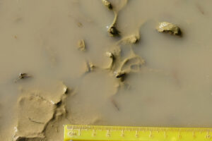 Pond view of puddle at Kibby Flat Playa Lake 2023-09-06, #04, with fairy shrimp; Tonopah BLM Office