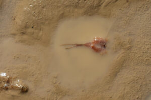 Pond view of Kibby Flat Playa Lake 2023-09-06, #08, with tadpole shrimp; Tonopah BLM Office