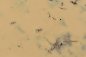 Pond view of Kibby Flat Playa Lake 2023-09-06, #10, with tadpole shrimp; Tonopah BLM Office