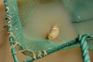 Pond view of Kibby Triple Rut Pond 2023-09-06, #26, with tadpole shrimp in net; lacks fairy shrimp; Tonopah BLM Office