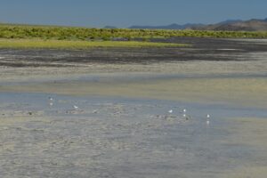 Scenic view of Monitor Playa Lake 2023-08-31, #03, with plovers; may or may not have fairy shrimp; Mount Lewis BLM Office