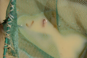 Pond view of Playa Wire Gate Pond 2023-08-28, #05, with fairy shrimp and tadpole shrimp in net; Stillwater BLM Office