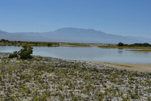 Scenic view of Smoky Cutbank Pond 2023-08-30, #07, with Mount Jefferson in distance; lacks fairy shrimp; Mount Lewis BLM Office