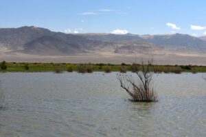 Scenic view of Smoky Tamarisk Slough 2023-09-01, #39, with Toquima Range in distance; lacks fairy shrimp; Mount Lewis BLM Office