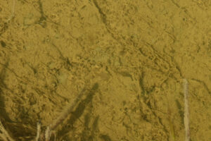 Pond view of The Granites Playa Lake Inlet 2023-08-30, #11, with fairy shrimp; Mount Lewis BLM Office