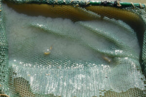 Pond view of West Northumberland Road Pond #4 2023-08-30, #22, with fairy shrimp in net; Mount Lewis BLM Office