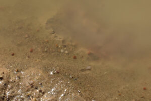 Pond view of Win Wan Corral Pond 2023-10-12, #08, with ostracods; lacks fairy shrimp; Stillwater BLM Office