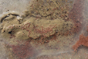 Pond view of Win Wan Corral Pond 2023-12-05, #17, with ice and ostracods; lacks fairy shrimp; Stillwater BLM Office