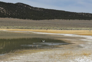 Scenic view of "Alkali Lake" 2024-04-16, #08, with avocets; has fairy shrimp; Bridgeport Ranger District, Humboldt-Toiyabe National Forest