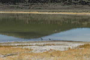 Scenic view of "Alkali Lake" 2024-04-16, #09, with willets(?); has fairy shrimp; Bridgeport Ranger District, Humboldt-Toiyabe National Forest