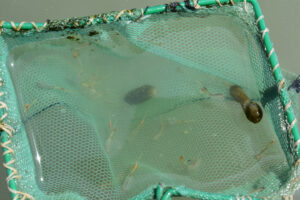 Pond view of "Alkali Lake" 2024-04-16, #11, with fairy shrimp in net; Bridgeport Ranger District, Humboldt-Toiyabe National Forest