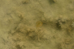 Pond view of "Alkali Lake" 2024-05-16, #13, with fairy shrimp; Bridgeport Ranger District, Humboldt-Toiyabe National Forest