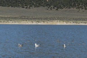 Scenic view of "Alkali Lake" 2024-05-16, #19, with gulls and phalaropes, has fairy shrimp; Bridgeport Ranger District, Humboldt-Toiyabe National Forest