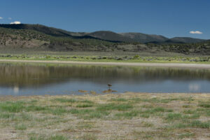 Scenic view of "Alkali Lake" 2024-06-27, #21, with whimbrel(?), lacks fairy shrimp; Bridgeport Ranger District, Humboldt-Toiyabe National Forest