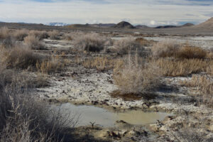 Scenic view of Bass Flat Southwest Pond 2024-02-15, #03, puddle; has fairy shrimp; Stillwater BLM Office