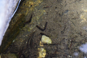 Pond view of Box Lake 2024-07-23, #21, with caddisfly larvae; lacks fairy shrimp; Ruby Mountains Ranger District, Humboldt-Toiyabe National Forest