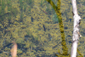 Pond view of "Castle Lake" 2024-07-26, #82, with dytiscid larva; lacks fairy shrimp; Ruby Mountains Ranger District, Humboldt-Toiyabe National Forest, Ruby Mountains Wilderness