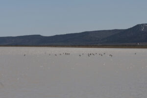 Scenic view of "Fortynine Lake" 2025-04-09, #07, with avocets; has fairy shrimp; Applegate BLM Office