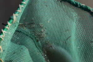 Pond view of "Horse Lake" 2025-04-09, #15, with fairy shrimp in net; Applegate BLM Office