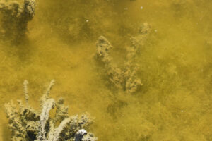 Pond view of Smith Creek Cold Springs Ponds 2025-04-15, #02, with fairy shrimp and copepods in murky water; Mount Lewis BLM Office