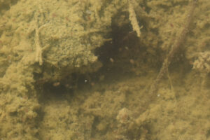 Pond view of Smith Creek Cold Springs Ponds 2025-04-15, #05, with cladocerans; lacks fairy shrimp; Mount Lewis BLM Office