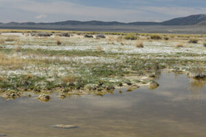 Scenic view of Smith Creek Cold Springs Ponds 2025-04-15, #12, with wading birds; may have fairy shrimp; Mount Lewis BLM Office