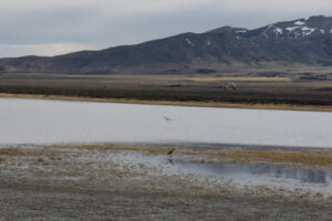 Scenic view of "Snow Water Lake" 2025-04-23, #11, with willet(?); lacks fairy shrimp; Elko BLM Office