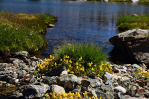 Scenic view of "Spuller Lake" 2024-08-20, #14, with yellow monkeyflowers; lacks fairy shrimp; Inyo National Forest, Hoover Wilderness