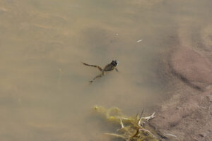 Pond view of Townsend North Stock Pond 2025-04-10, #27, with frog; has fairy shrimp; Applegate BLM Office