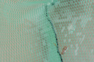 Pond view of Upper Macy Lake 2025-04-11, #33, with tiny white worm in net; has fairy shrimp; Applegate BLM Office
