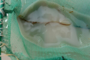 Pond view of Upper Macy Lake 2025-04-11, #36, with fairy shrimp in net; Applegate BLM Office