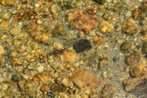 Pond view of Upper Indian Pass Lake 2025-08-11, #20, with fairy shrimp; Pinedale Ranger District, Bridger-Teton National Forest, Bridger Wilderness