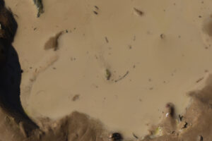 Pond view of Garfield 5890 Saddle Pond 2025-09-04, #11, with tadpole shrimp; Stillwater BLM Office