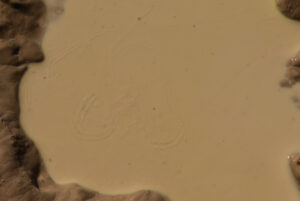 Pond view of Garfield 5890 Saddle Pond 2025-09-04, #12, with fairy shrimp; Stillwater BLM Office