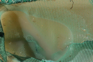 Pond view of Garfield 5890 Saddle Pond 2025-10-16, #24, with fairy shrimp in net; Stillwater BLM Offic