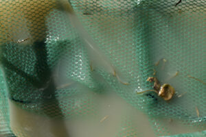Pond view of Garfield 5890 Saddle Pond 2025-10-30, #26, with abundant fairy shrimp in net; Stillwater BLM Office