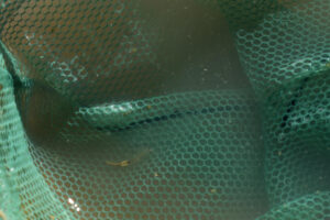 Pond view of Garfield 5890 Saddle Pond 2025-11-26, #29, with a fairy shrimp in the net; Stillwater BLM Office