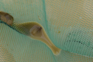 Pond view of Playa Wire Gate Pond 22025-09-05 , #03, with fairy shrimp and tadpole shrimp in net; Stillwater BLM Office