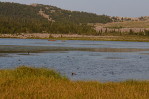 Pond view of "Elk Lake" 2026-08-11, #07, with ducks; lacks fairy shrimp; Powder River Ranger District, Bighorn National Forest, Cloud Peak Wilderness