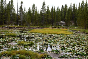 Scenic view of Kidney Pond 2026-08-15, #29, lacks fairy shrimp; Powder River Ranger District, Bighorn National Forest, Cloud Peak Wilderness